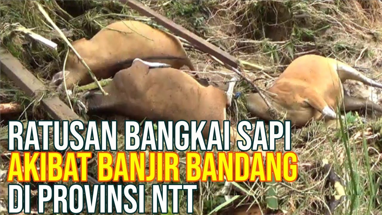 Ratusan Bangkai Sapi Korban Bencana Banjir Bandang Di Provinsi NTT.jpg